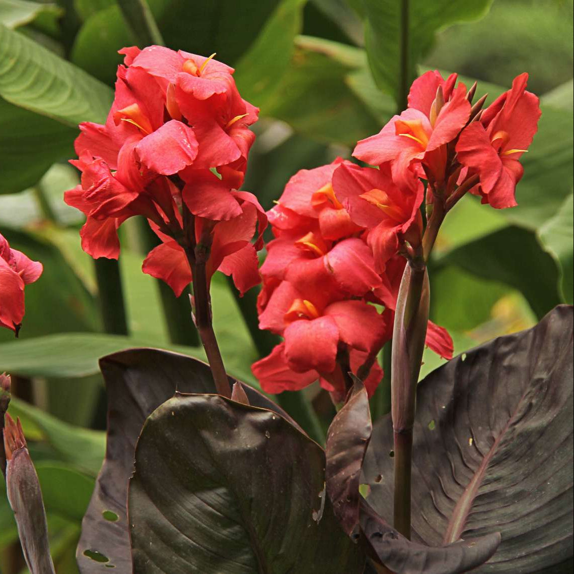 Tropical Perennial Canna Lily Seeds 