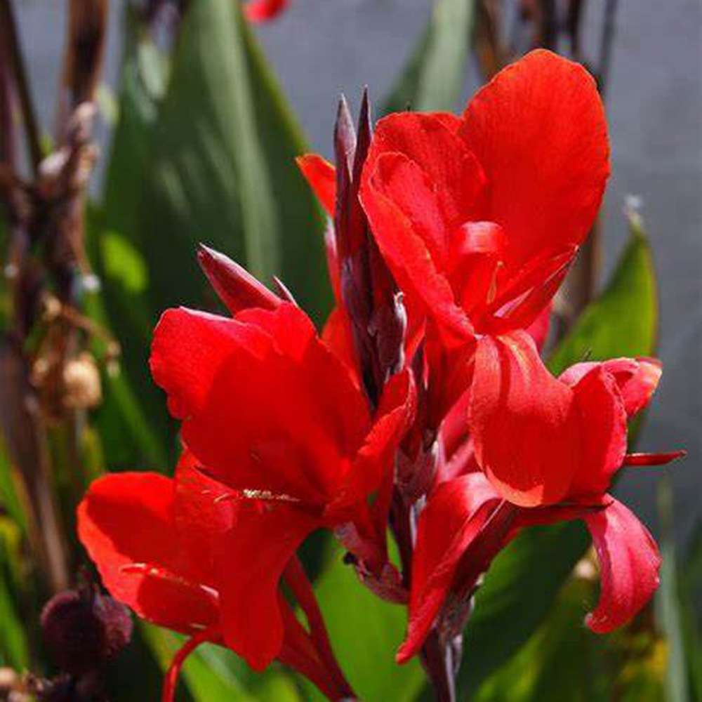 Tropical Perennial Canna Lily Seeds 