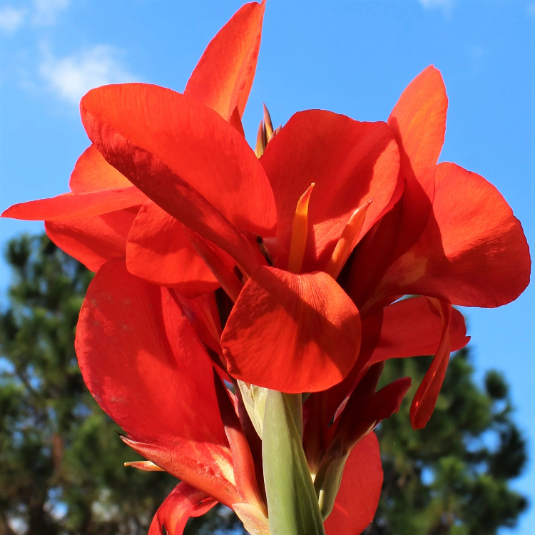 Tropical Perennial Canna Lily Seeds 