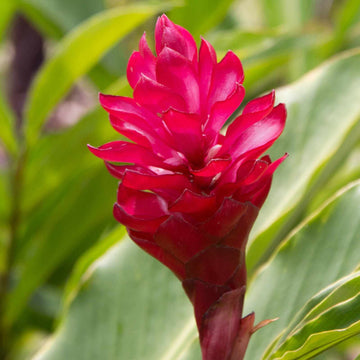 Tropical Red Torch Ginger Seeds