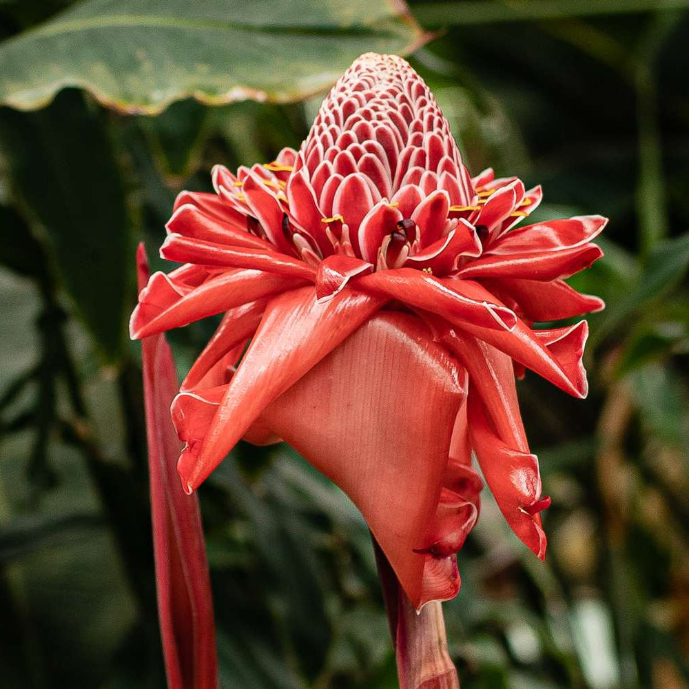 Tropical Red Torch Ginger Seeds