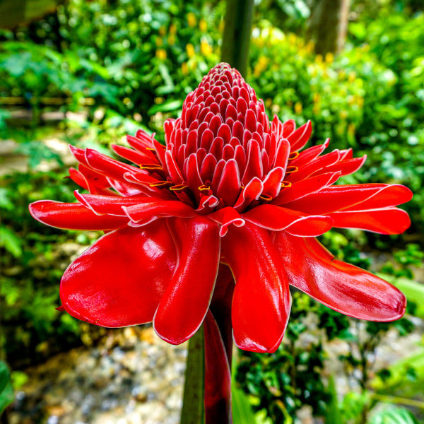 Tropical Red Torch Ginger Seeds