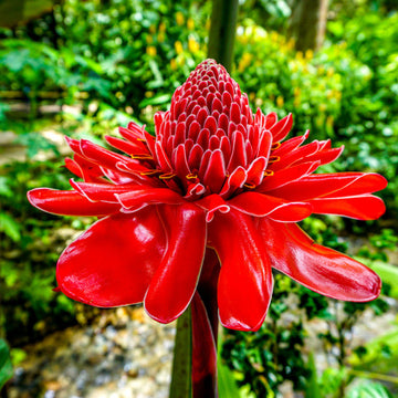 Tropical Red Torch Ginger Seeds