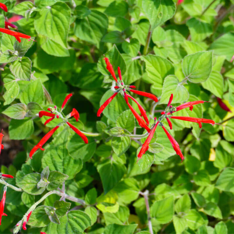 Tropical Sage Seeds - Herbal Plant