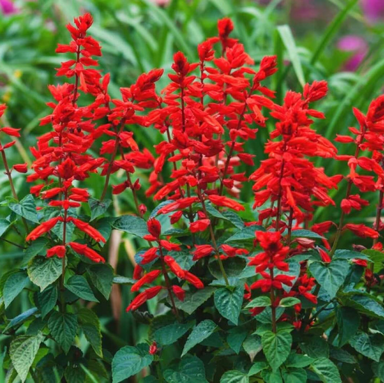 Tropical Sage Seeds - Herbal Plant