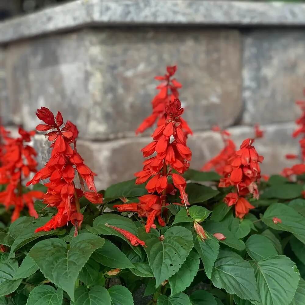 Tropical Sage Seeds - Herbal Plant