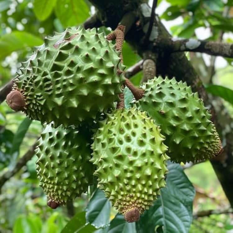 Tropical Soursop Seeds - Fruit Plant