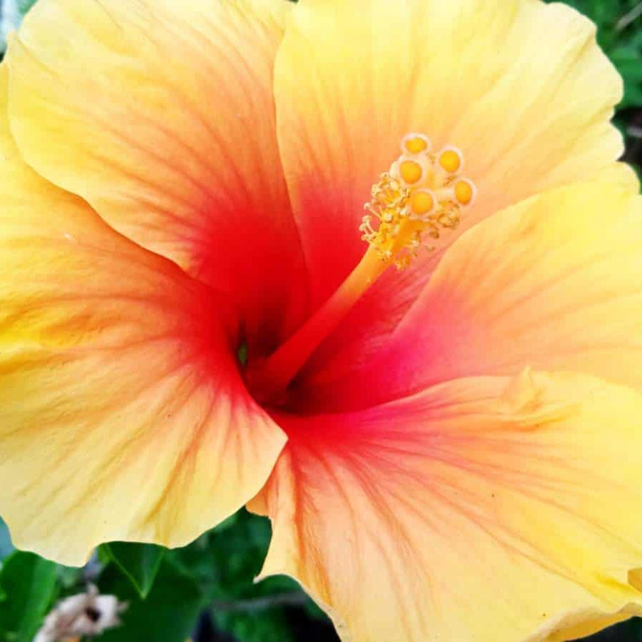Tropical Yellow Pink Hibiscus Seeds 