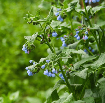 True Comfrey Seeds - Herbal Plant