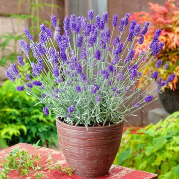 True Lavender Seeds