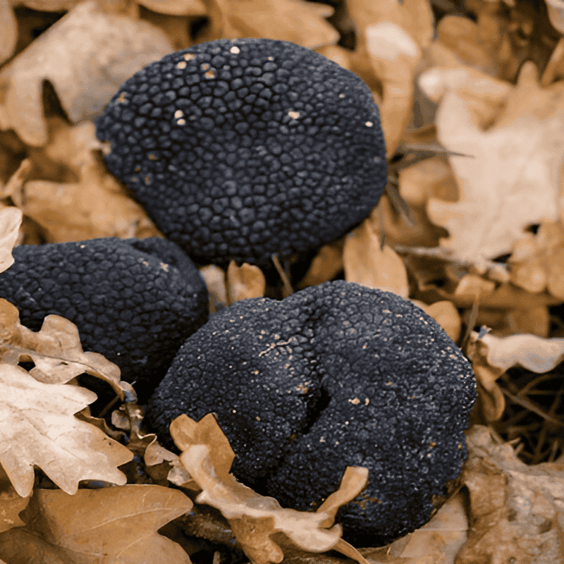 Truffle Seeds