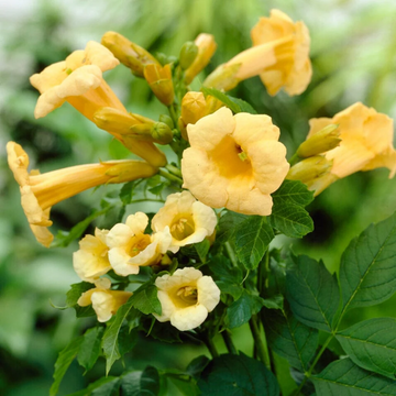 Trumpet Creeper Seeds – Bright Climbing