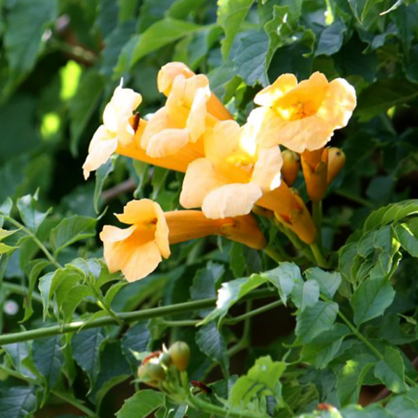 Trumpet Creeper Seeds – Bright Climbing