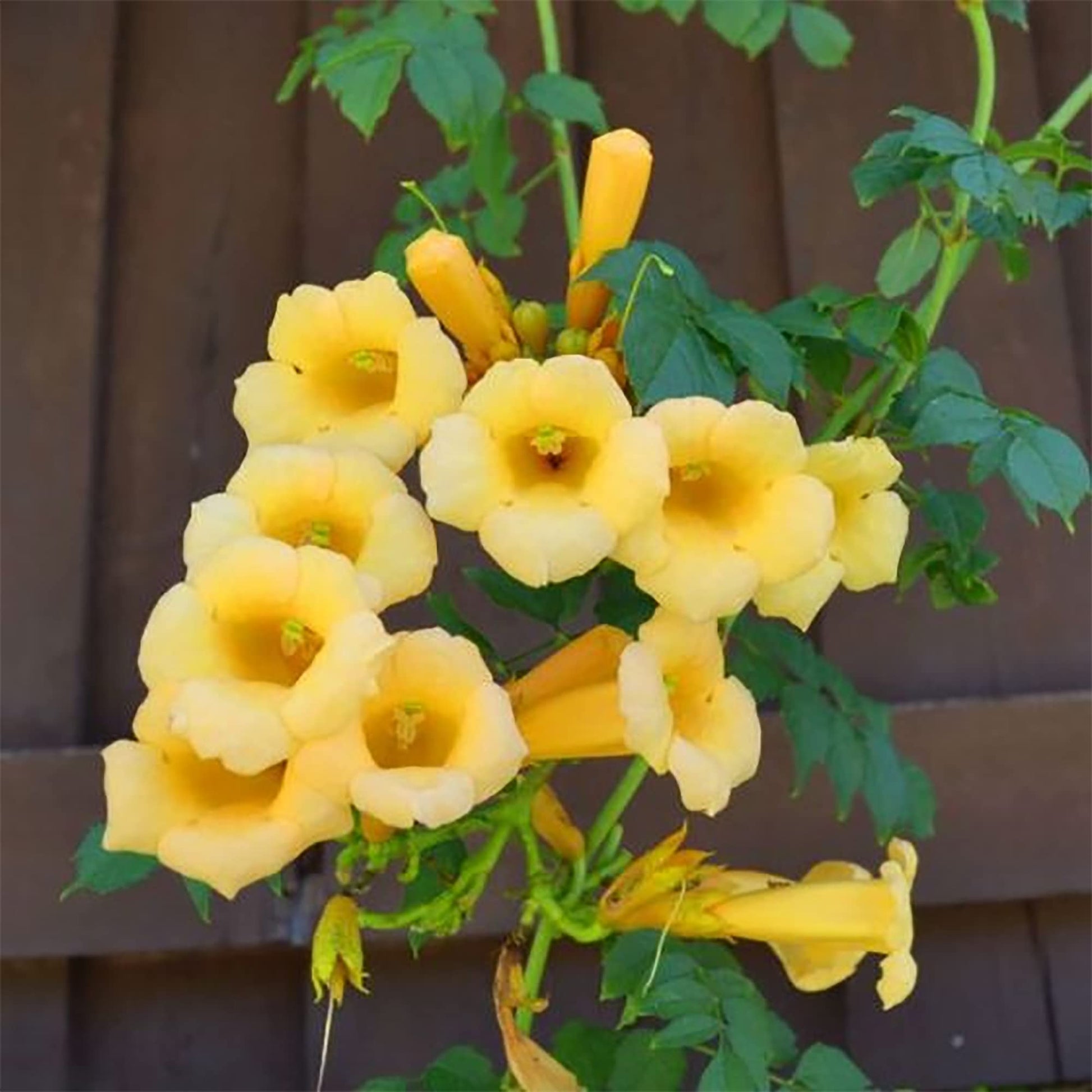 Trumpet Creeper Seeds – Bright Climbing