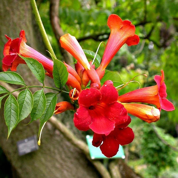 Trumpet Vine Seeds – Rare Dark Red