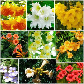Trumpet Vine Seeds for Planting | Buy Online