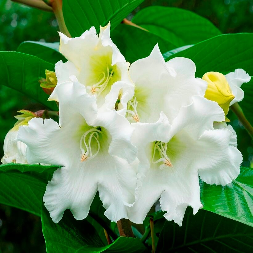 Trumpet Vine Seeds - All In One For Home Gardens