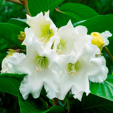 Trumpet Vine Seeds - All In One For Home Gardens