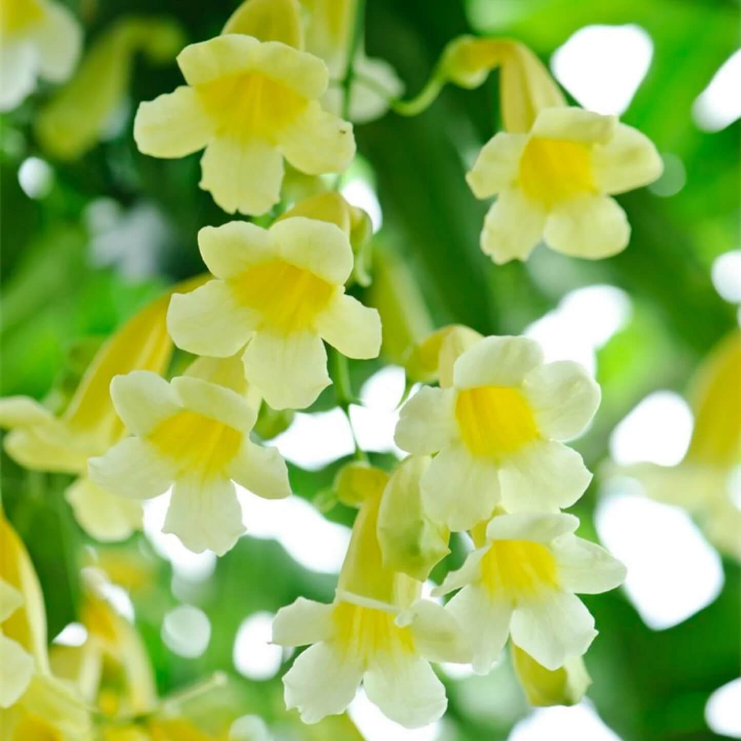 Trumpet Vine Seeds - All In One For Home Gardens