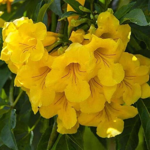 Trumpet Vine Seeds - All In One For Home Gardens