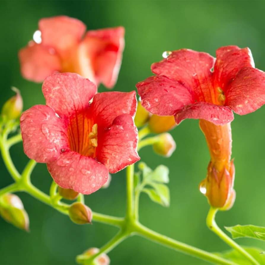 Trumpet Vine Seeds – Rare Dark Red