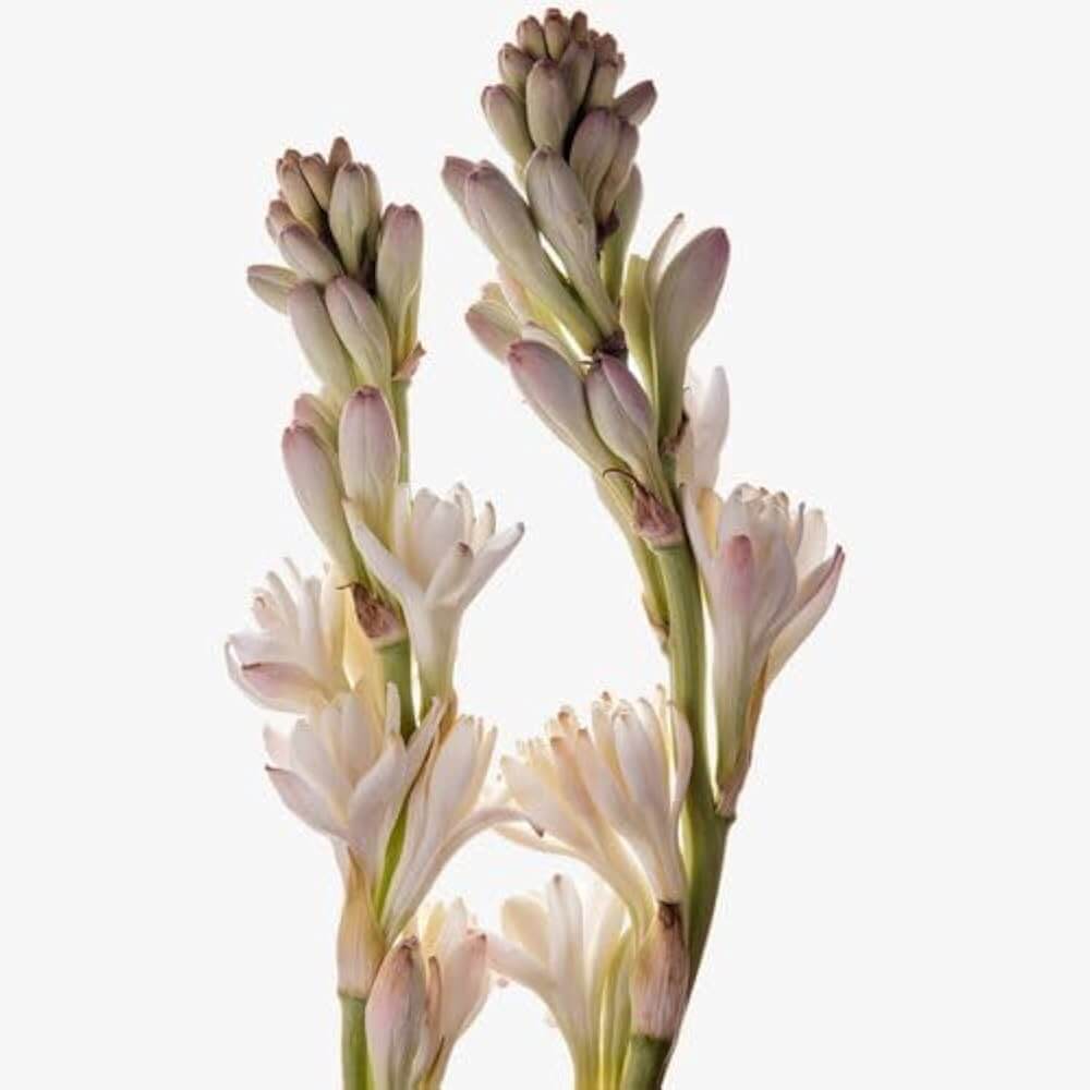 Tuberose Seeds – Enchanting Fragrant