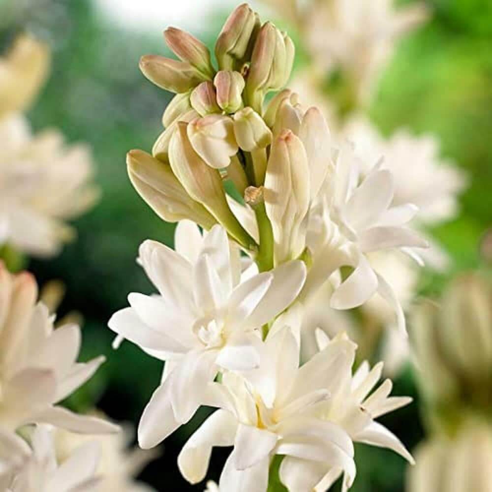Tuberose Seeds – Enchanting Fragrant