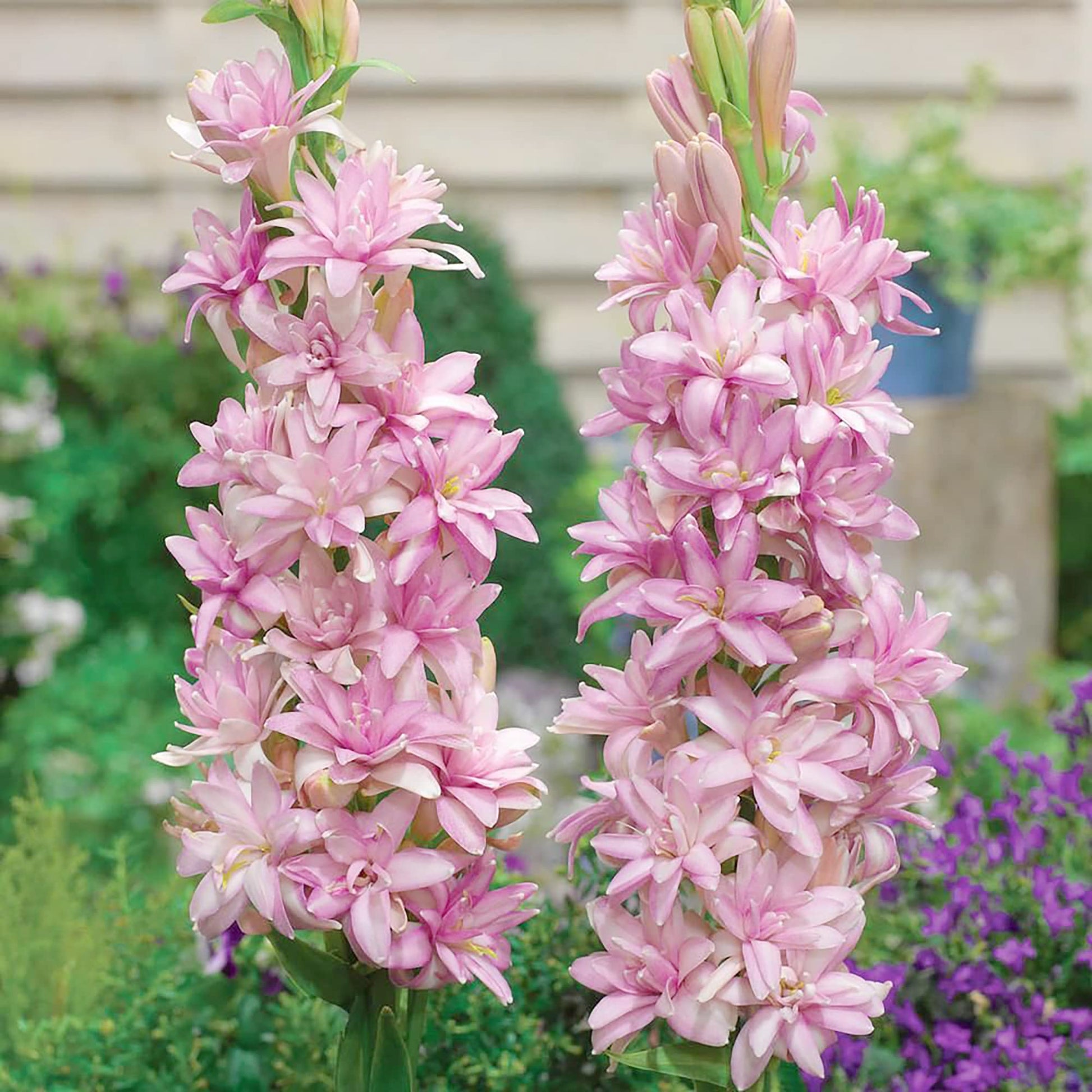 Tuberose Seeds – Pink