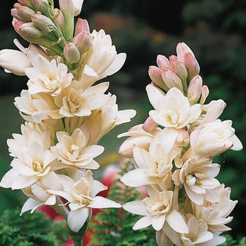 Tuberose Seeds – Enchanting Fragrant