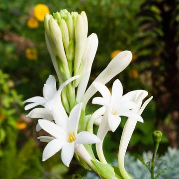 Tuberose Seeds – Vibrant