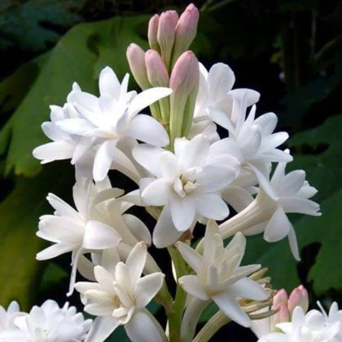Tuberose Seeds – Vibrant