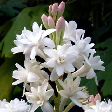 Tuberose Seeds – Vibrant