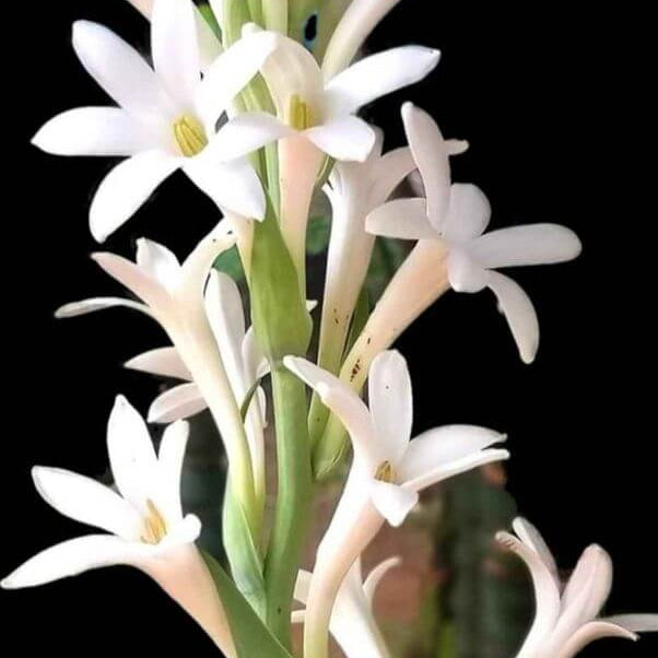 Tuberose Seeds – Vibrant