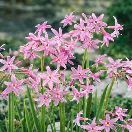 Tulbaghia Violacea Seeds - Herbal Plant