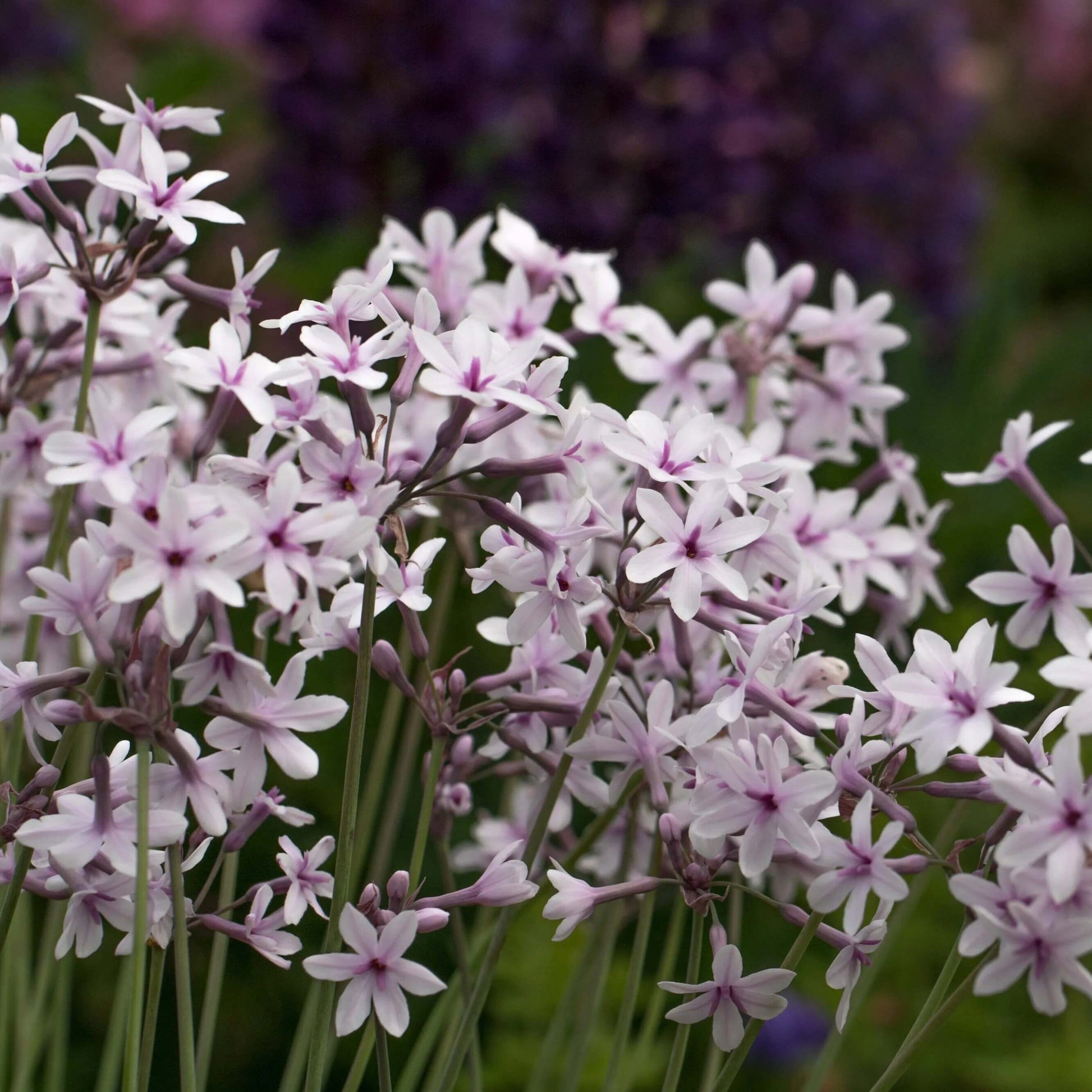 Tulbaghia Violacea Seeds - Herbal Plant