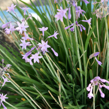 Tulbaghia Violacea Seeds - Herbal Plant