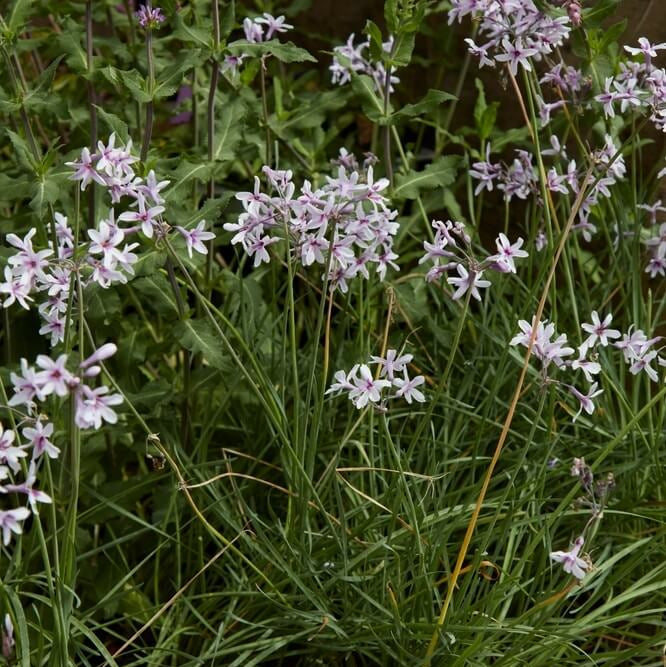 Tulbaghia Violacea Seeds - Herbal Plant
