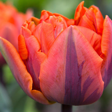 Tulip Seeds – Orange and Purple