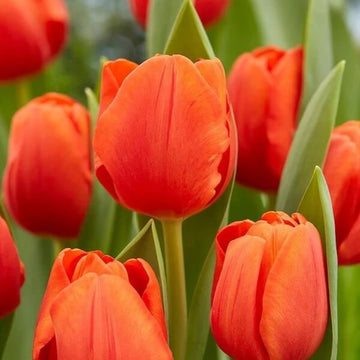 Tulip Seeds – Red Orange