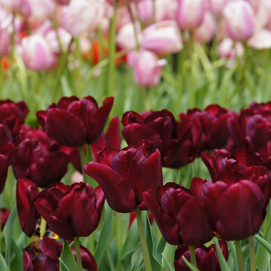 Tulip Seeds – Elegant Maroon