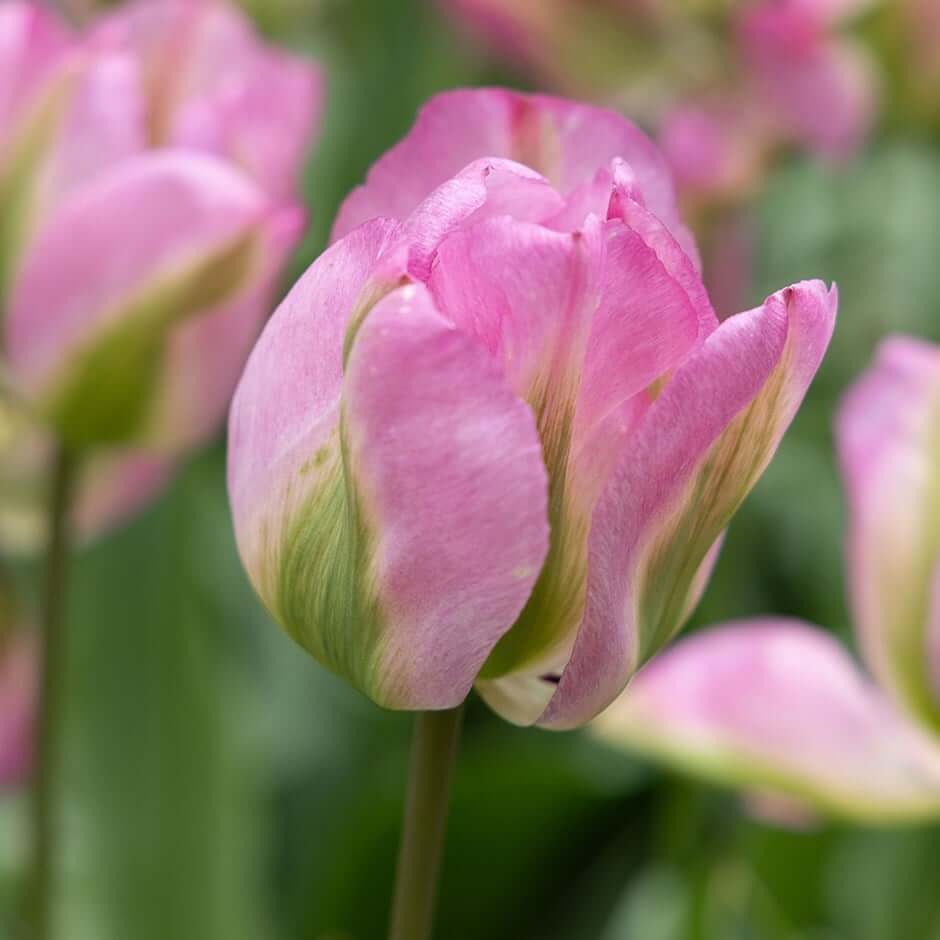 Tulip Seeds – Green and Pink