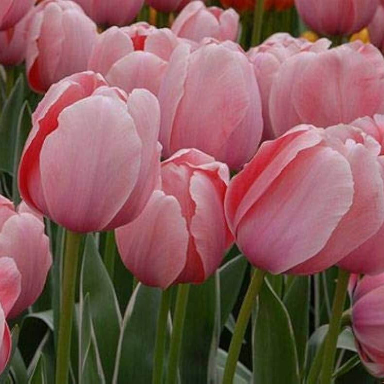 Tulip Seeds – Light Pink
