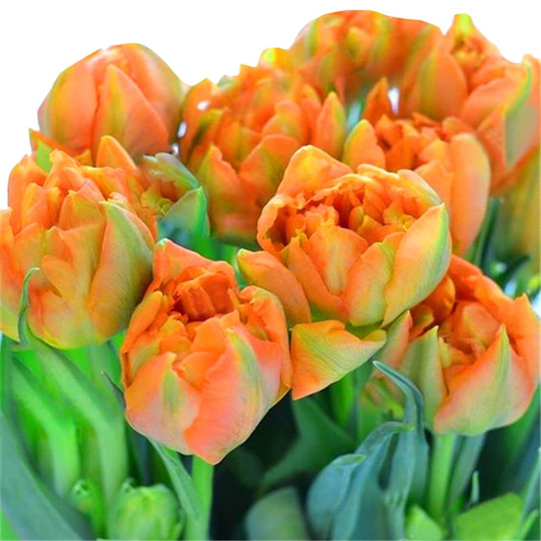 Tulip Seeds – Orange and Green