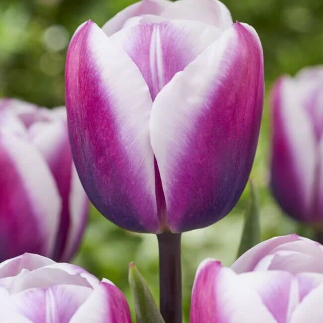 Tulip Seeds – White and Lavender