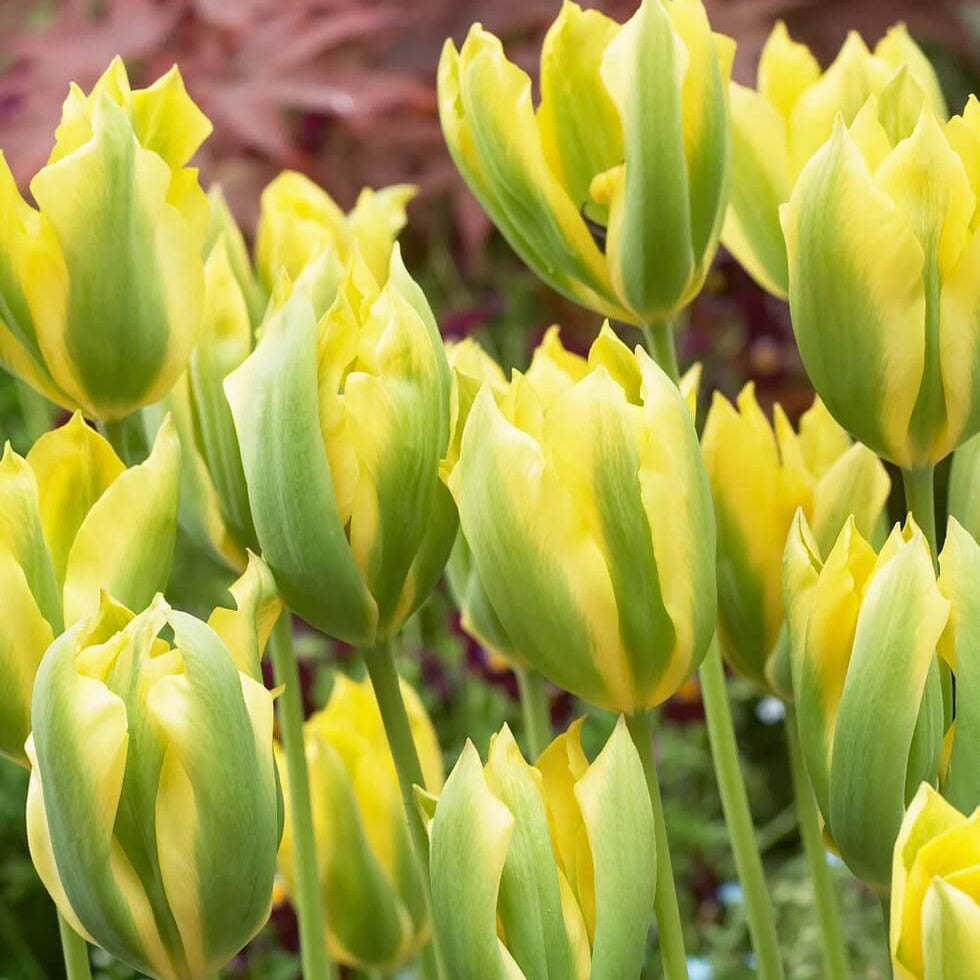 Tulip Seeds – Yellow and Green