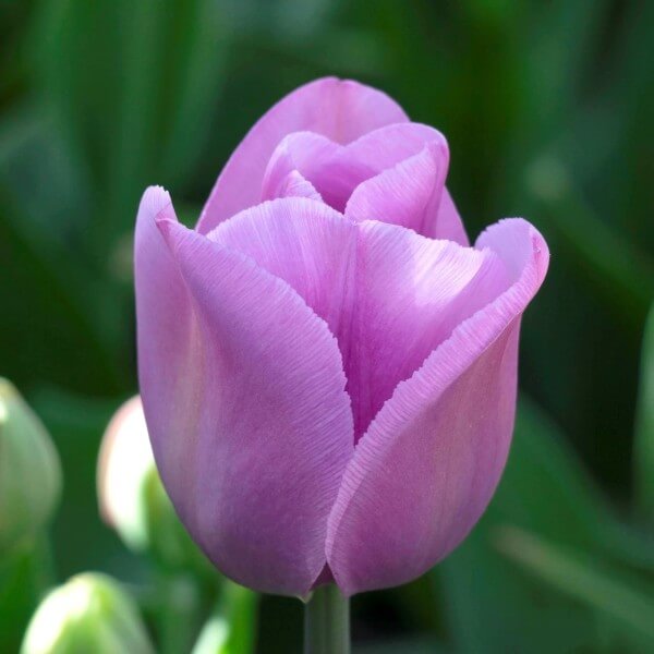 Tulip Seeds – Lavender 