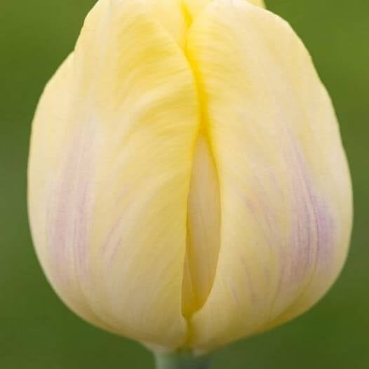 Tulip Seeds – Light Yellow