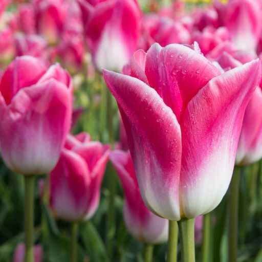 Tulip Seeds – Pink and White 