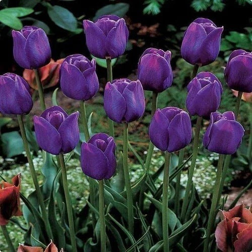 Tulip Bulbs Seeds - Flower Plant