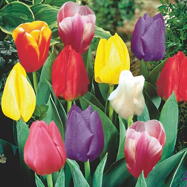 Tulip Bulbs Seeds - Flower Plant